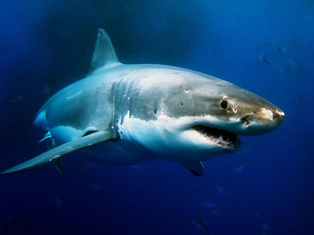 Discover the Largest Great White Shark Ever Caught in New Brunswick