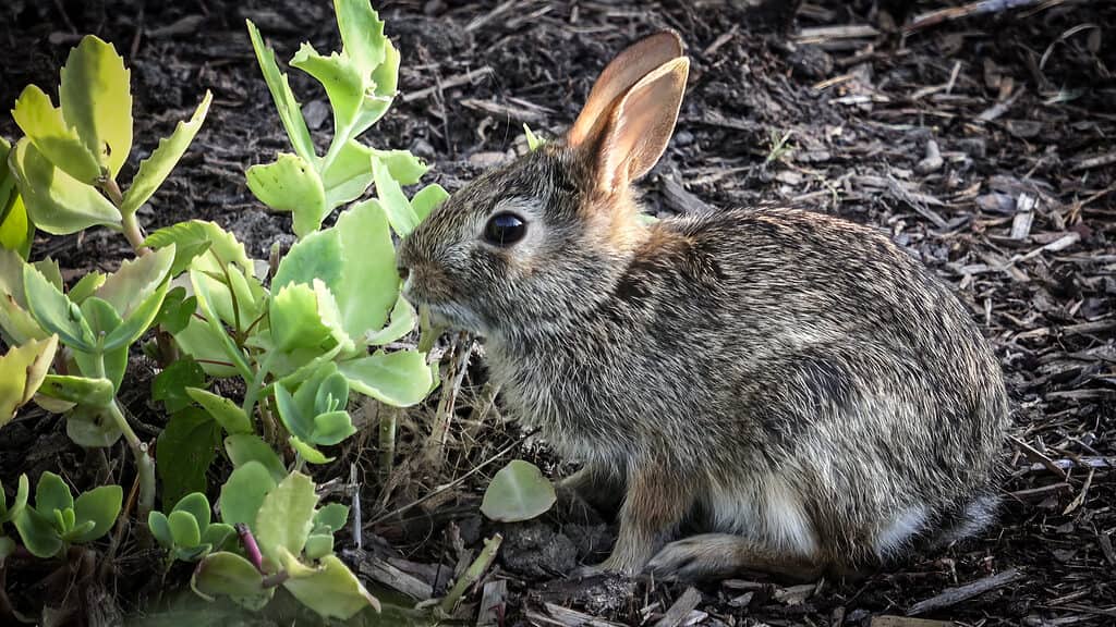 How Fast is an Eastern Cottontail (and 4 Other Ways Rabbits Evade Predators)