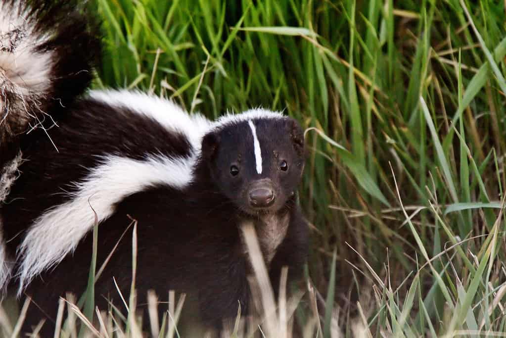 12 Animals That Can Hunt and Eat Skunks (But Rarely Do)