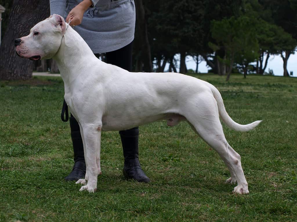 Dogo Argentino Lifespan: How Long Do These Dogs Live?