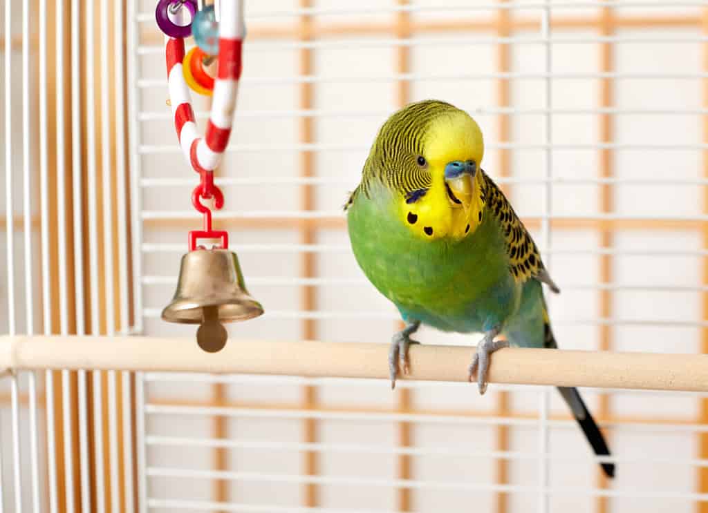 How to Train Your Parakeet: 7 Helpful Tips for Gaining Trust