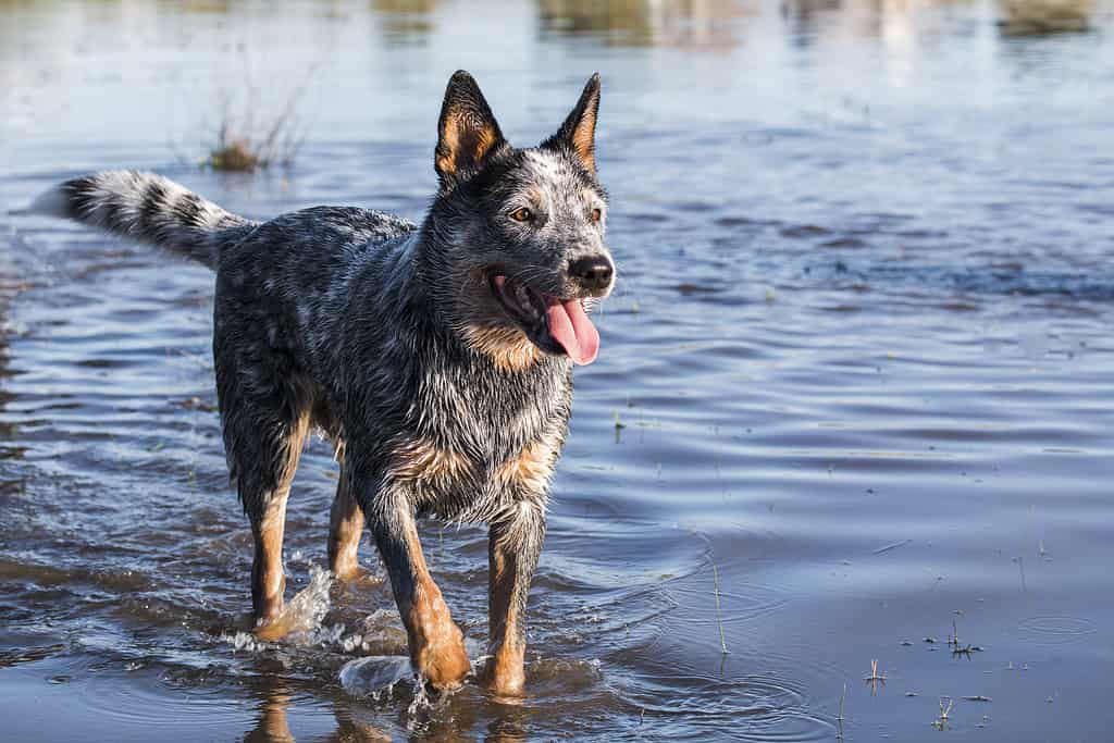 The # Most Common Health Problems in Blue Heelers