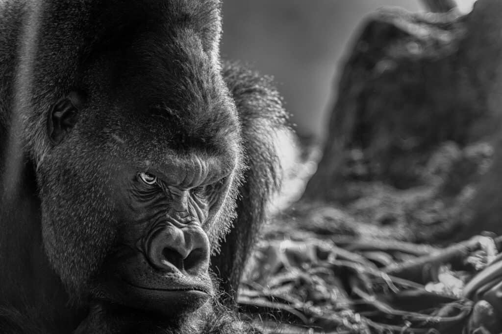 Dreaming of Gorillas: Discover the Spiritual Meaning and Interpretation