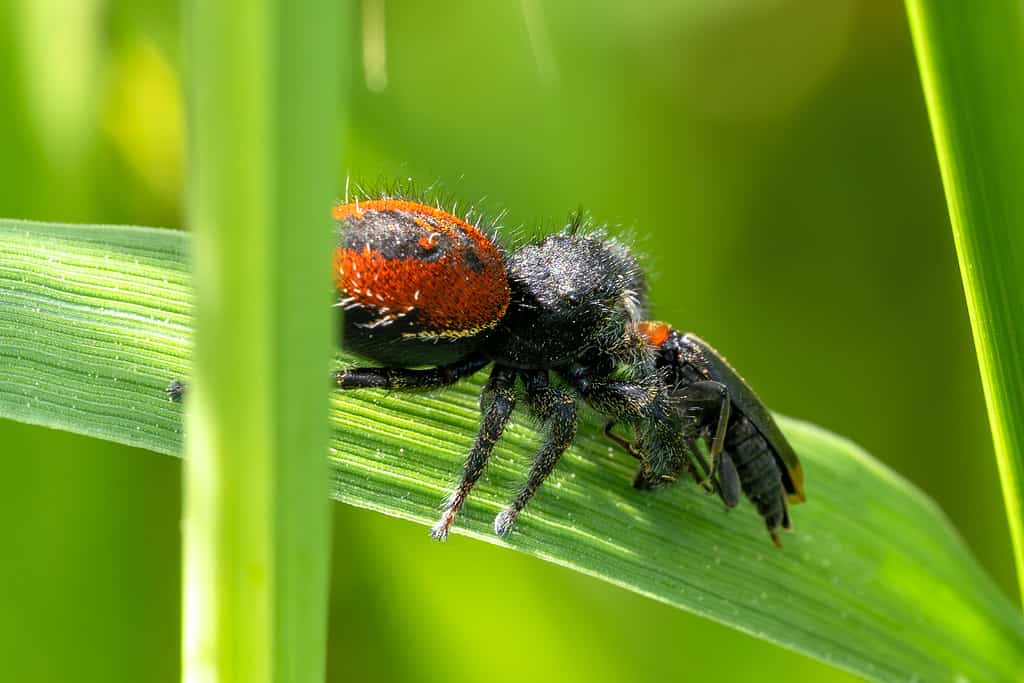 8 Spiders Crawling Around San Diego