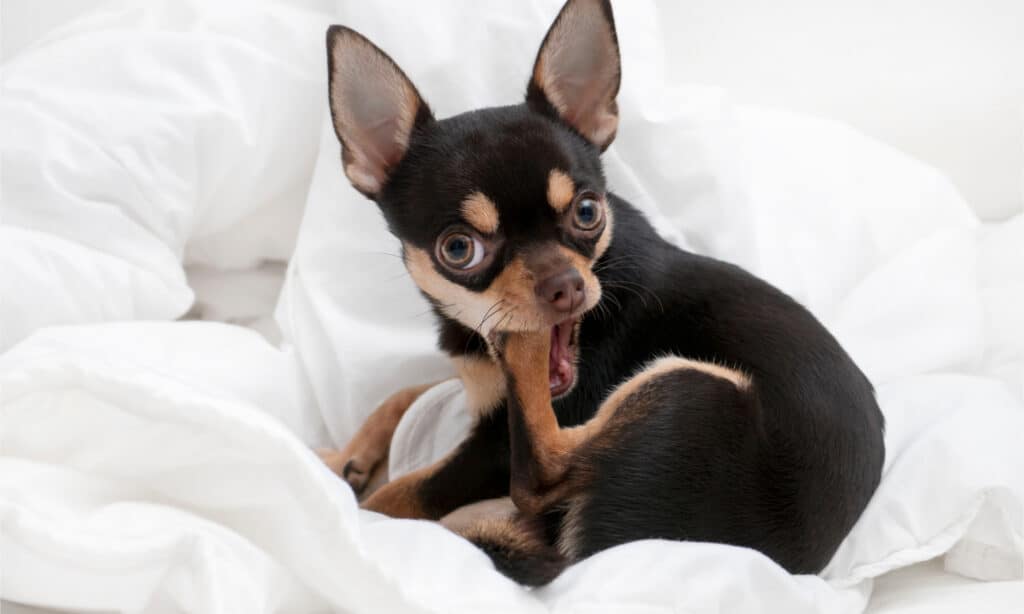 What Dogs Are Telling You When They Lick Their Paws?