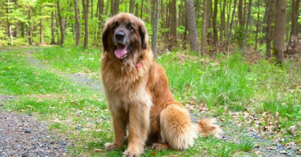 Leonberger Lifespan: How Long Do These Dogs Live?