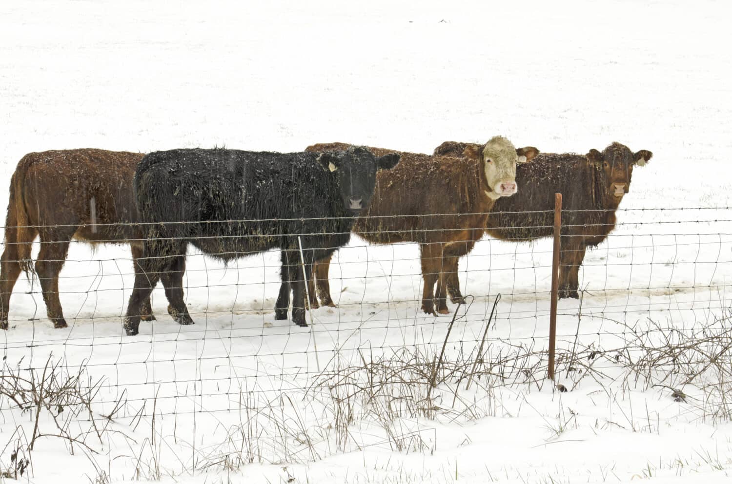 The Biggest October Snowstorm in Colorado History Will Blow Your Mind