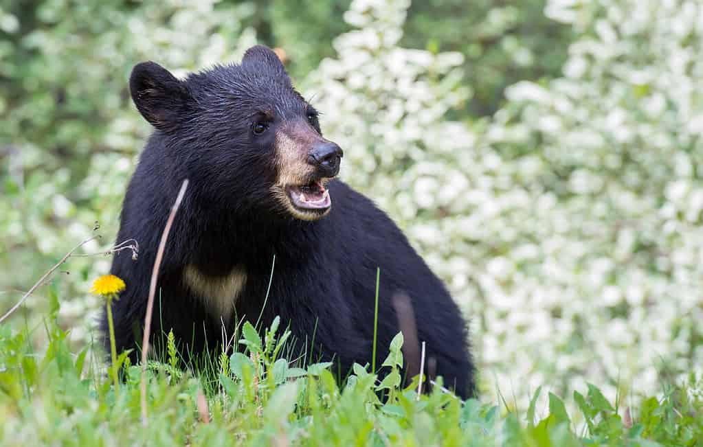 The 3 Largest Bears in Canada Are Massive Forces of Nature