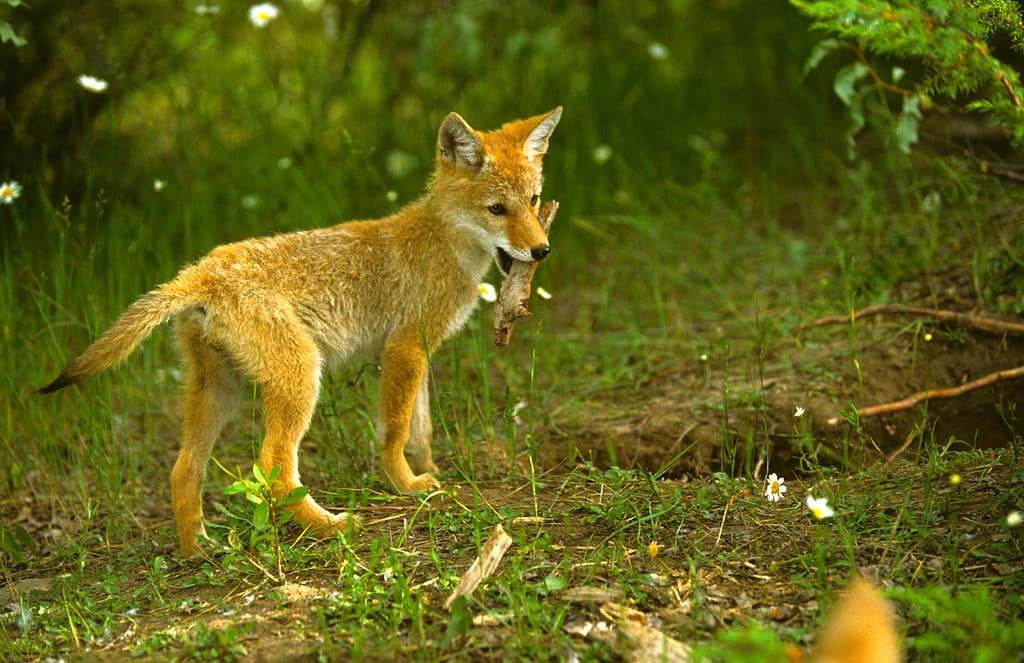 Discover How Fast Coyotes Can Run: Top Speeds and More!