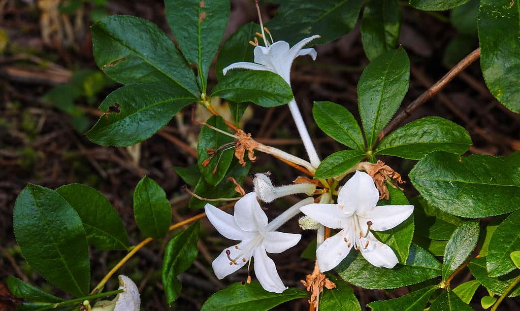 10 Amazing White Flowering Trees in Florida