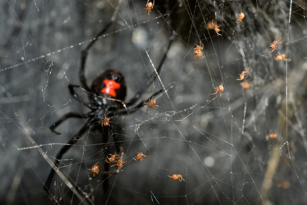 Discover 11 Types of Widow Spiders Throughout The World