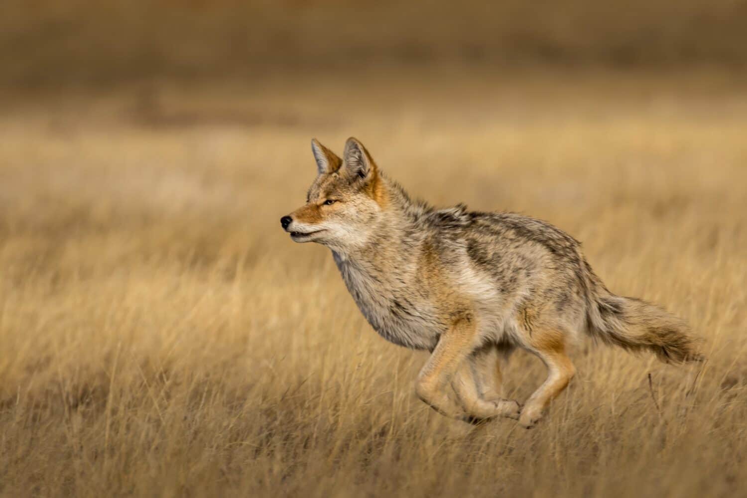 Discover How Fast Coyotes Can Run: Top Speeds and More!