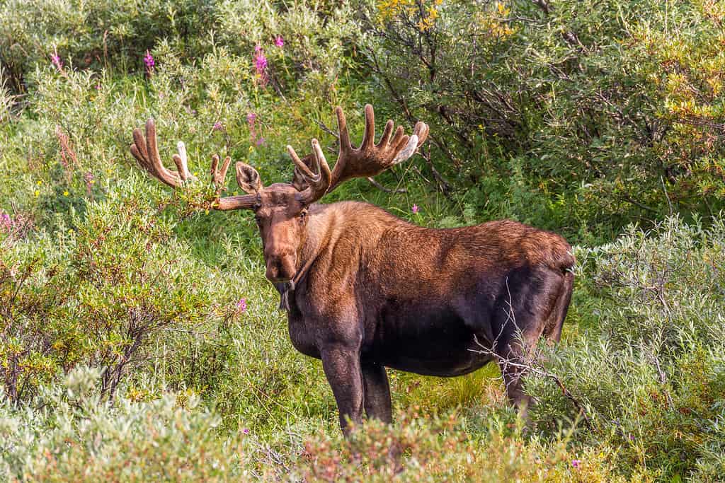 See A Scary Moment a Moose Jumps Out In Front Of a Young Mountain Biker