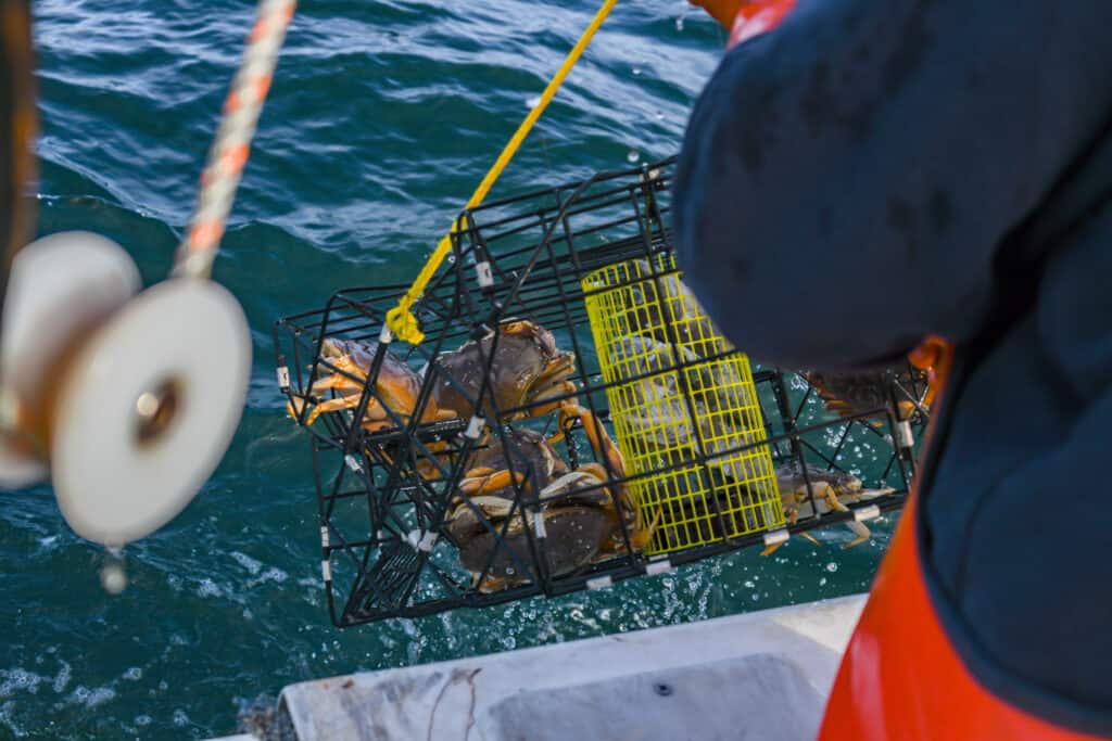 Washington Crabbing Season: Timing, Bag Limits, and Rules