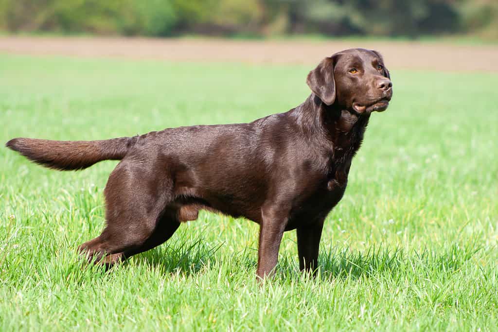 Chocolate Labs: Origin, Rarity, Name Suggestions, and More!