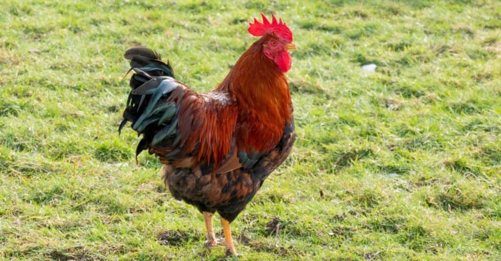 12 Tallest Chicken Breeds in the World