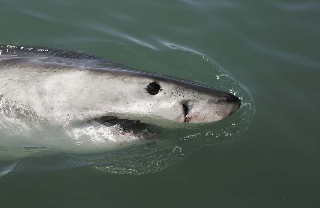 See A Great White Shark Channel Its Inner Cat And Chase a Shadow Like a Laser Pointer