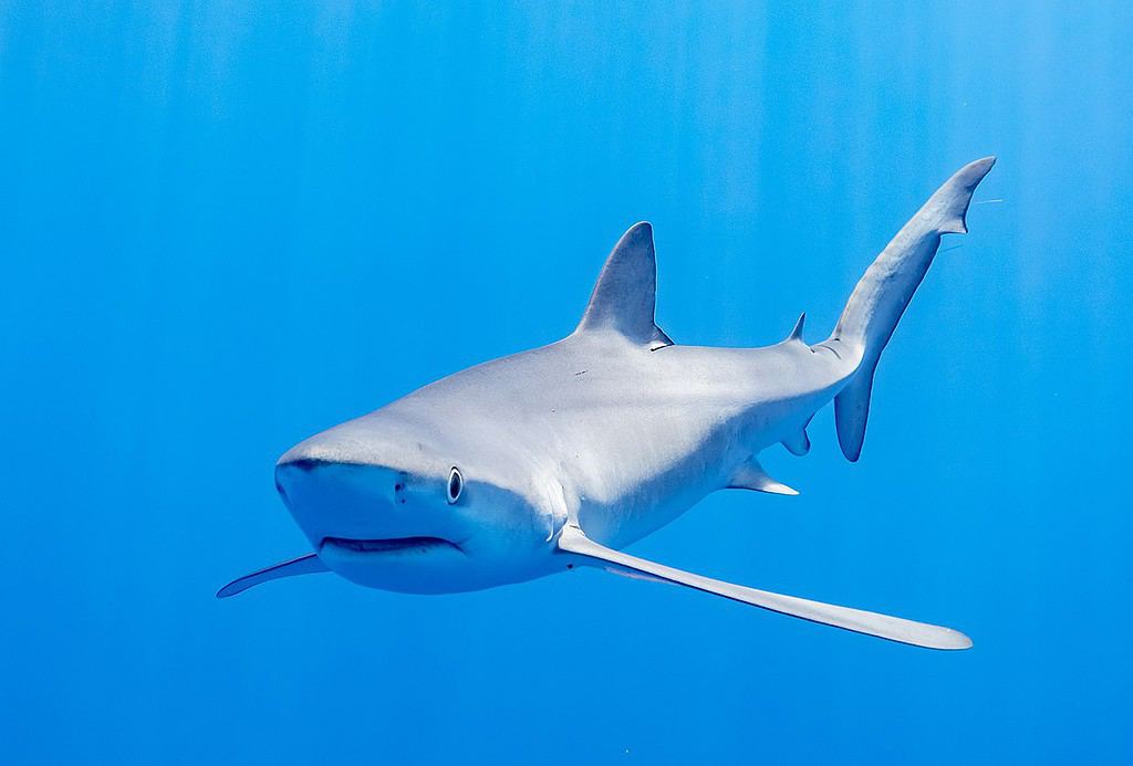 Discover the Largest Great White Shark Ever Caught in New Brunswick