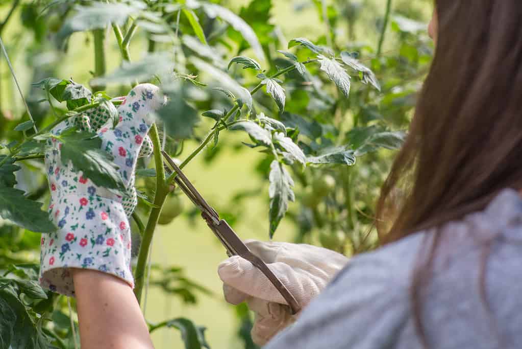 Winterized Peppers: 6 Helpful Tips for Overwintering Pepper Plants