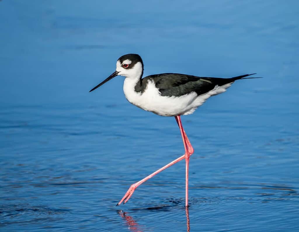 Discover 5 Birds With Long Legs (and Where You Might See Them)