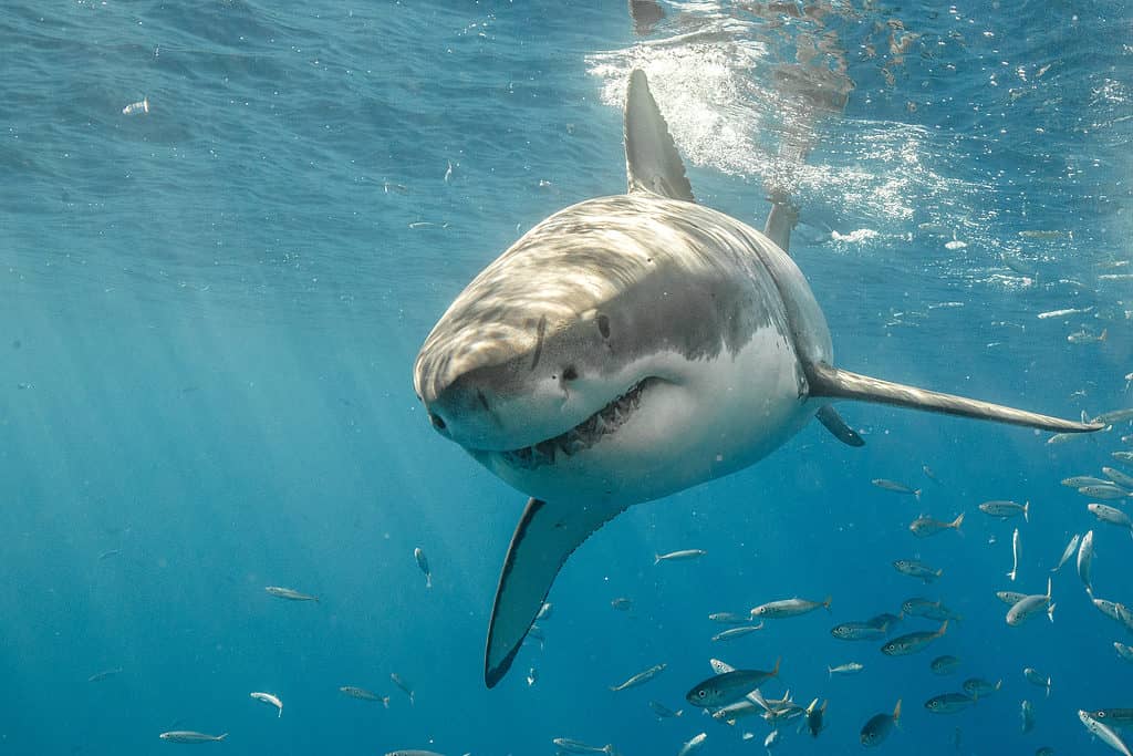 Why Are Great White Sharks Warm-Blooded When Other Sharks Are Not?