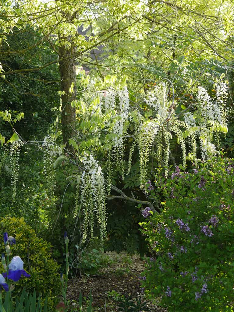 When Does Wisteria Bloom? Discover Peak Season by Zone