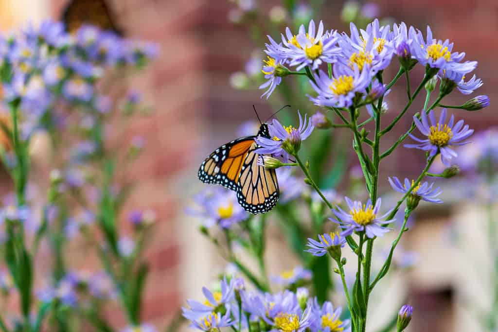 The 5 Best Places to See the Monarch Migration in Mexico