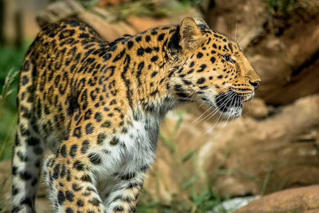 Watch This Big Cat Brawl That Breaks Out When Lions Corner an Undersized Leopard