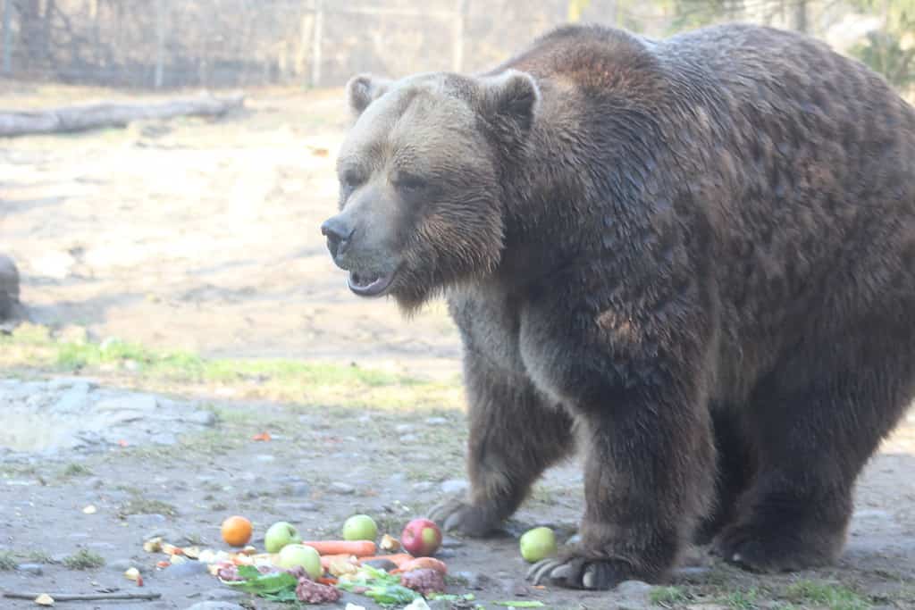 See This Insatiable Grizzly Bear Sink Its Teeth Into a Car Tire Like Its a Jelly Donut