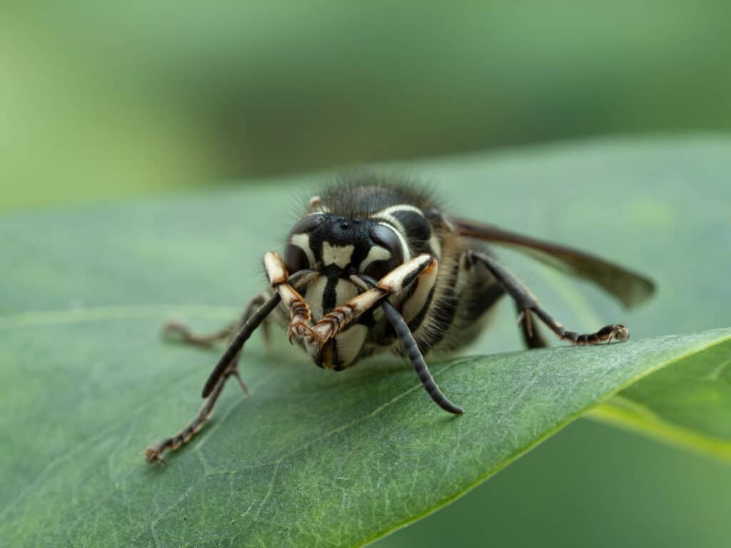 Beware of These 7 Dangerous Animals Flying In Michigan's Skies