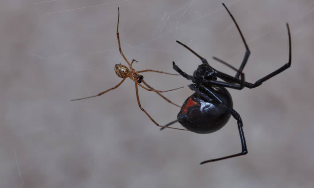 Discover 11 Types of Widow Spiders Throughout The World