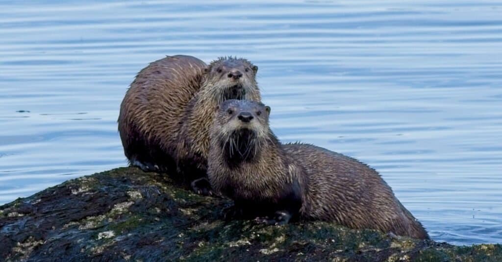 Otter Lifespan: How Long Do Otters Live in the Wild or Captivity?