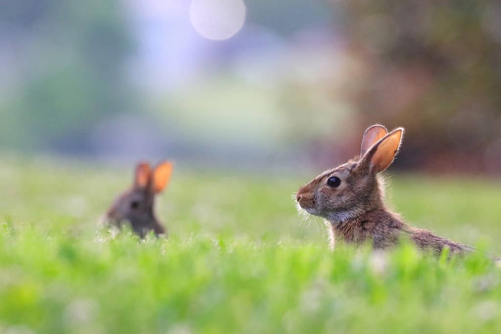 How Fast is an Eastern Cottontail (and 4 Other Ways Rabbits Evade Predators)