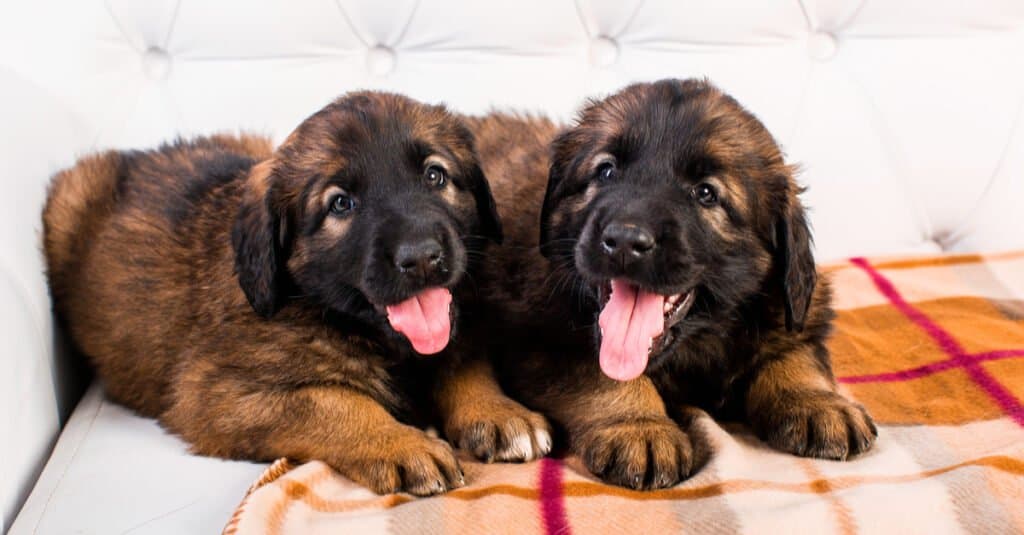 Leonberger Lifespan: How Long Do These Dogs Live?