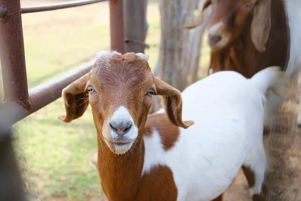 Explore the 12 Best Pumpkin Patches in Oklahoma To Embrace The Fall Season