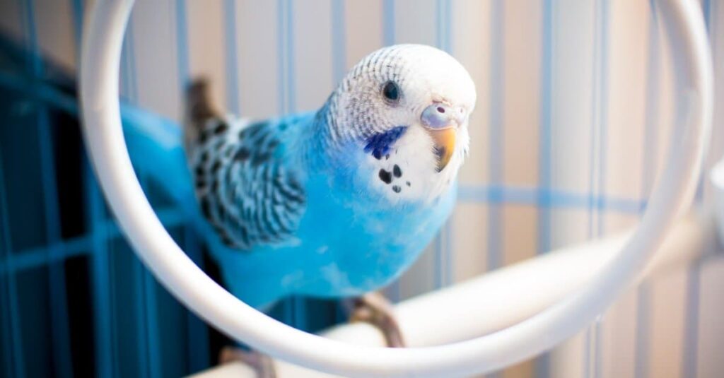 How to Train Your Parakeet: 7 Helpful Tips for Gaining Trust