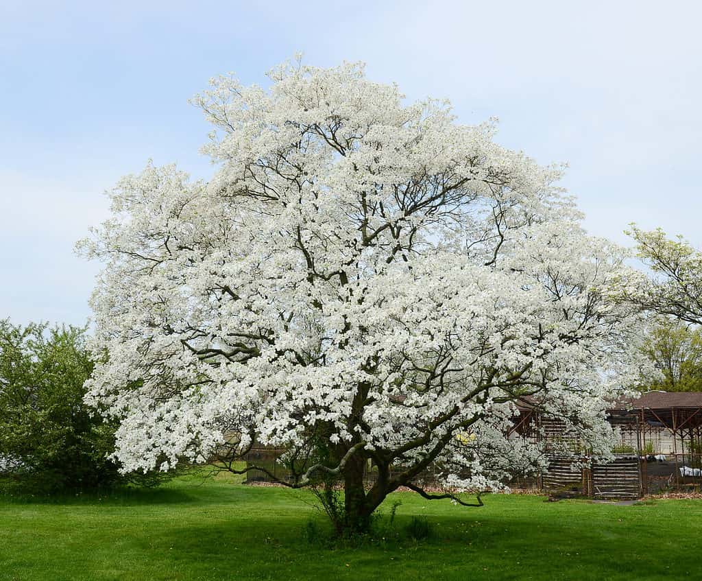 10 Amazing White Flowering Trees in Florida