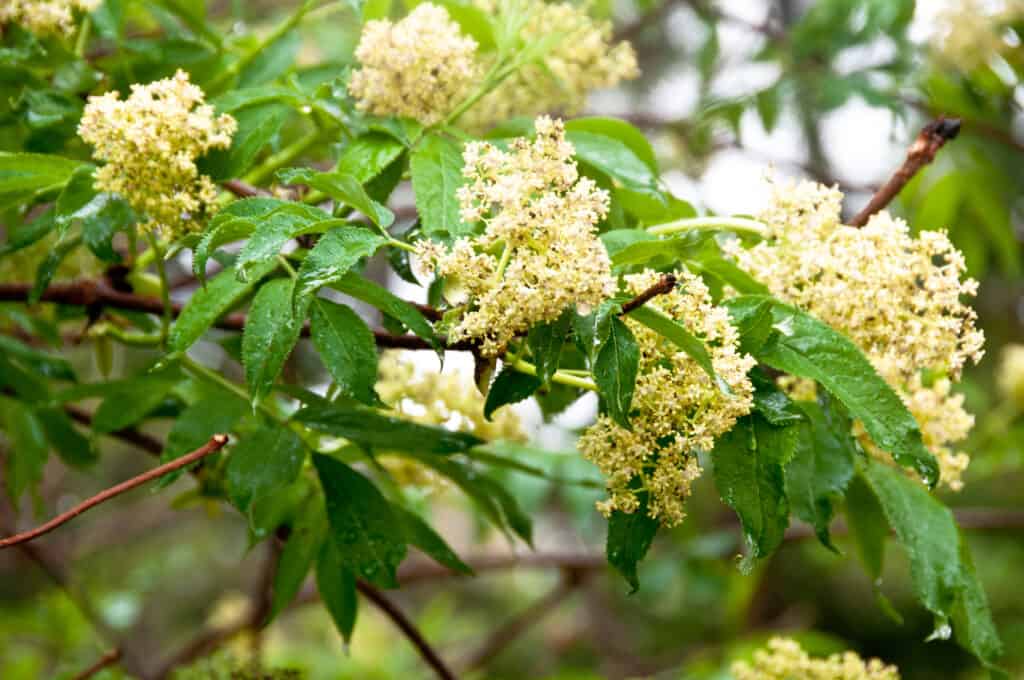 10 Amazing White Flowering Trees in Florida