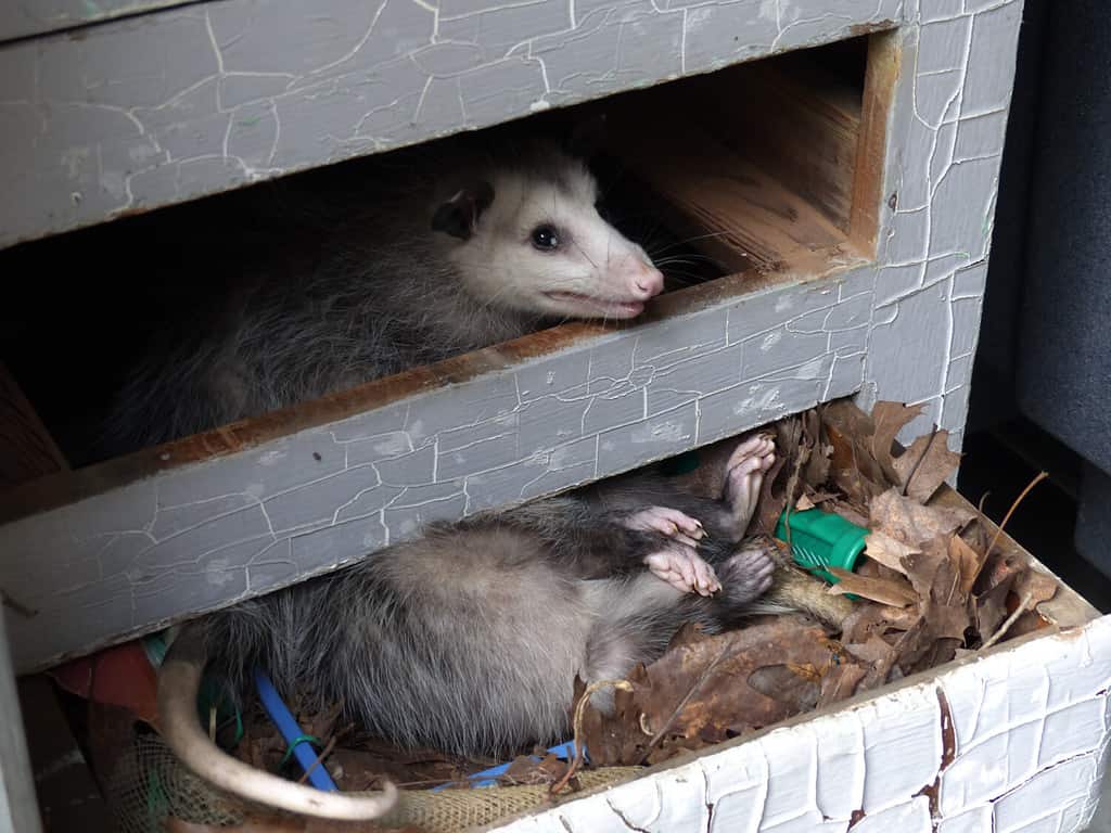 11 Ways to Keep Wildlife Out of Your House