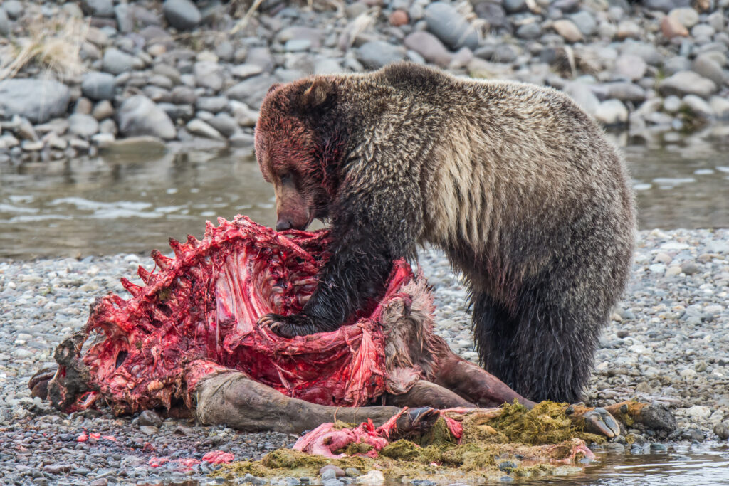 Male vs Female Grizzly Bears: 7 Key Differences