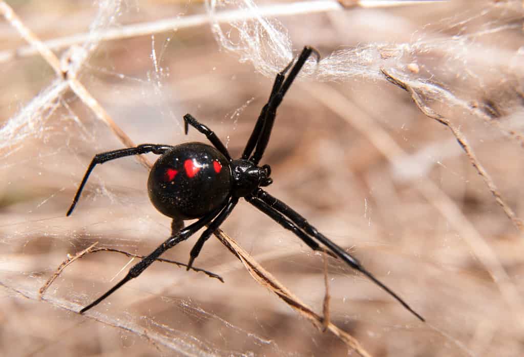 8 Spiders Crawling Around San Diego