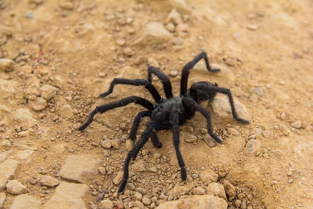 8 Spiders Crawling Around San Diego