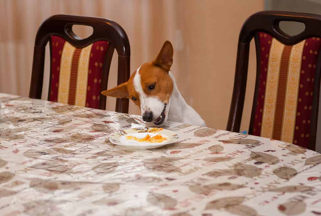 Basenji Prices in 2023: Purchase Cost, Vet Bills, and More!