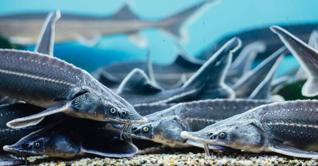 Discover the Largest Fish Ever Caught in Wisconsin