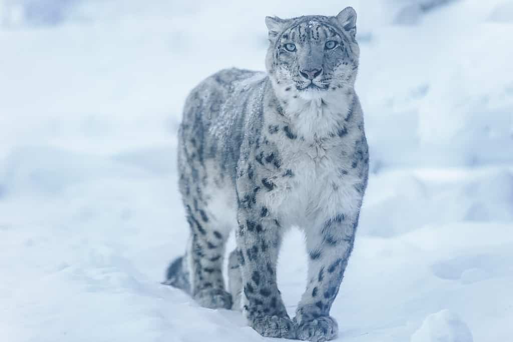 Discover the 5 Countries and Regions Where Snow Leopards Live