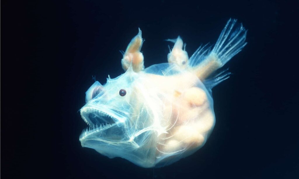 Discover the Underwater Chain of Volcanos Off the Coast of New England and Just How Big They Are