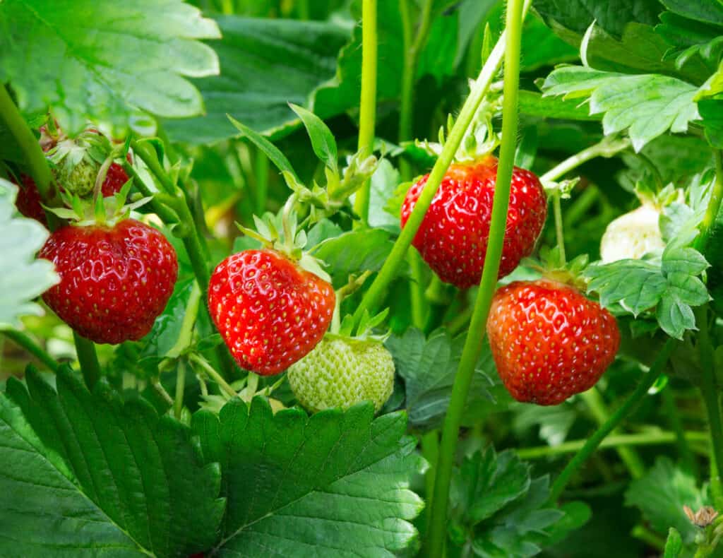 Strawberries in New York: Growing Tips and Peak Timing