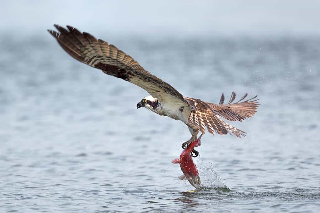 Beware of These 7 Dangerous Animals Flying In Michigan's Skies