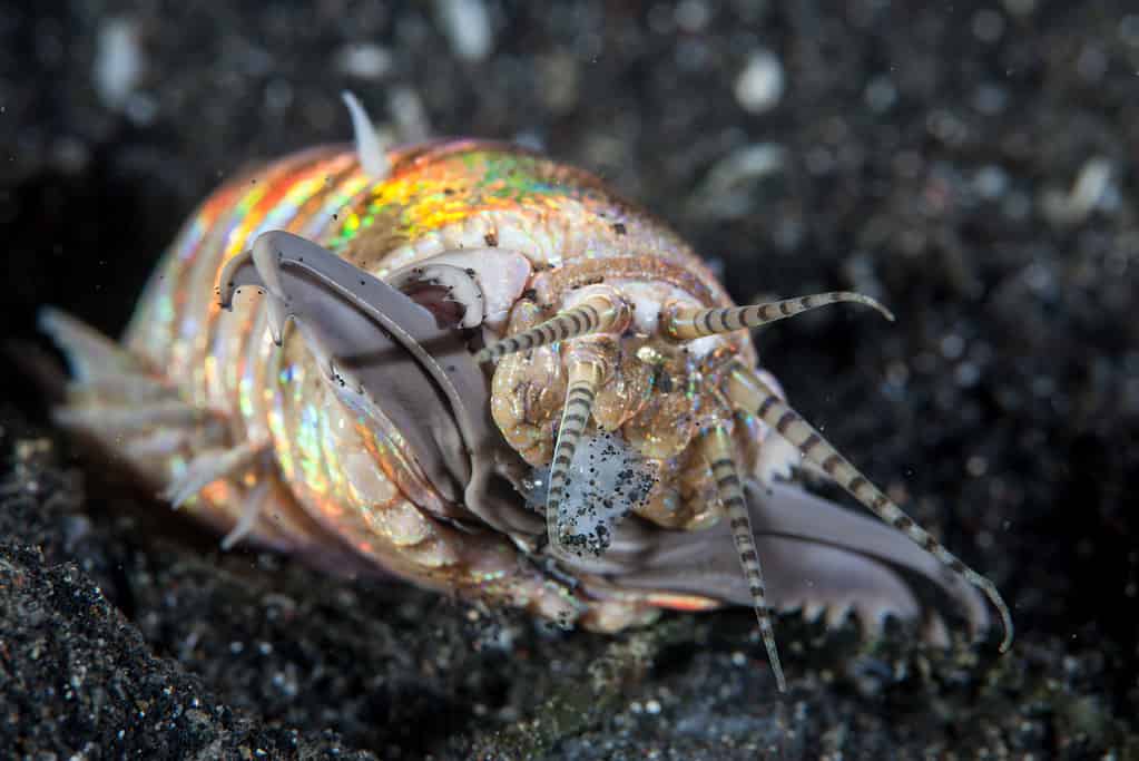 Discover the Bobbit Worm: The Terrifying Fish Snatching Creature Of the Sea