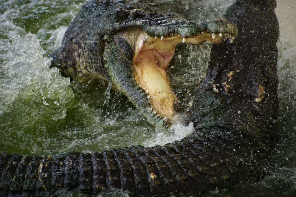 Watch a Late Night Swim Take a Dark Turn When an Angry Crocodile Invades a Family's Pool